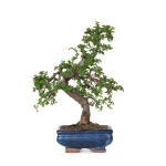 Vente de Bonsai en ligne Orme de Chine Zelkova Parvifolia 30 cm ORM260502MIT Sankaly Bonsai