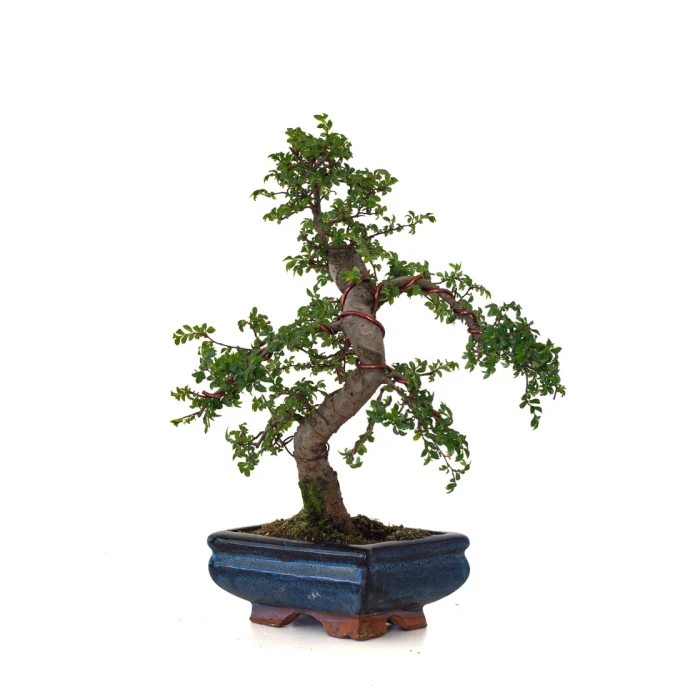 Achat de Bonsai en ligne Orme de Chine Zelkova Parvifolia 30 cm ORM260502MIT Sankaly Bonsai