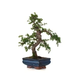 Achat de Bonsai en ligne Orme de Chine Zelkova Parvifolia 30 cm ORM260502MIT Sankaly Bonsai