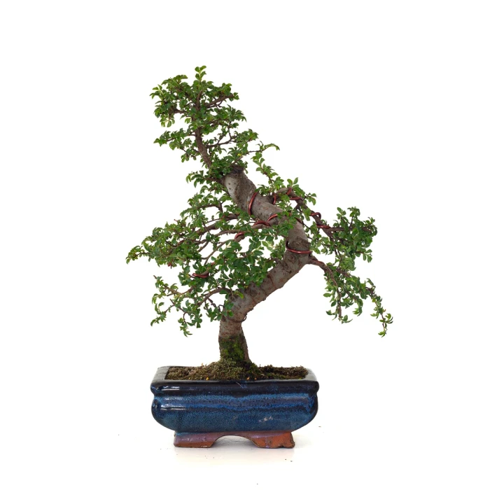 Acheter Bonsai en ligne Orme de Chine Zelkova Parvifolia 30 cm ORM260502MIT Sankaly Bonsai