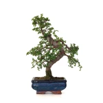 Acheter Bonsai en ligne Orme de Chine Zelkova Parvifolia 30 cm ORM260502MIT Sankaly Bonsai
