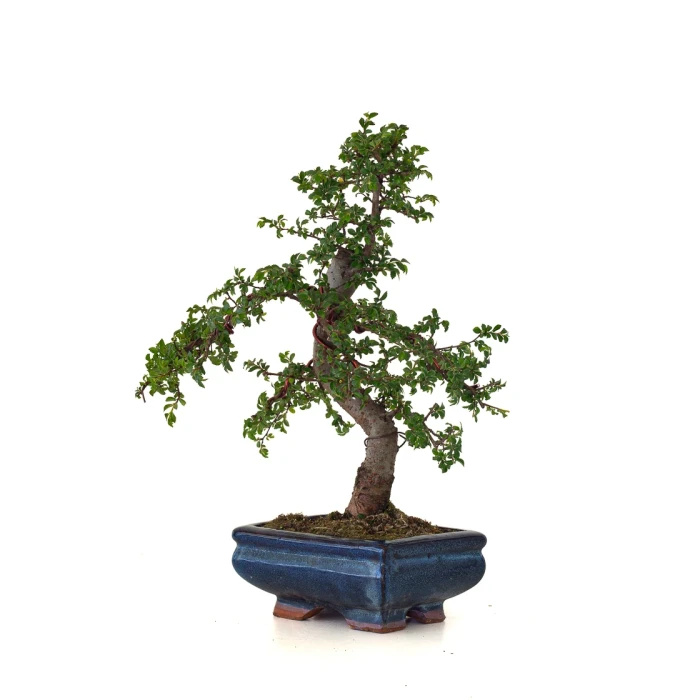 Vente de Bonsai pas cher Orme de Chine Zelkova Parvifolia 30 cm ORM260502MIT Sankaly Bonsai