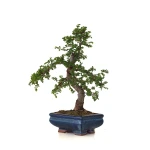Vente de Bonsai pas cher Orme de Chine Zelkova Parvifolia 30 cm ORM260502MIT Sankaly Bonsai