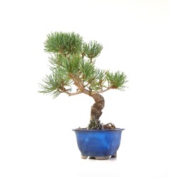 Vente de Bonsai Pinus Pentaphylla, Pin blanc du Japon Shohin 25 cm PP260301MB