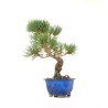 Vente de Bonsai Pinus Pentaphylla, Pin blanc du Japon Shohin 25 cm PP260301MB