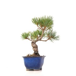 Achat Bonsai Pinus Pentaphylla, Pin blanc du Japon Shohin 25 cm PP260301MB