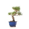 Achat Bonsai Pinus Pentaphylla, Pin blanc du Japon Shohin 25 cm PP260301MB