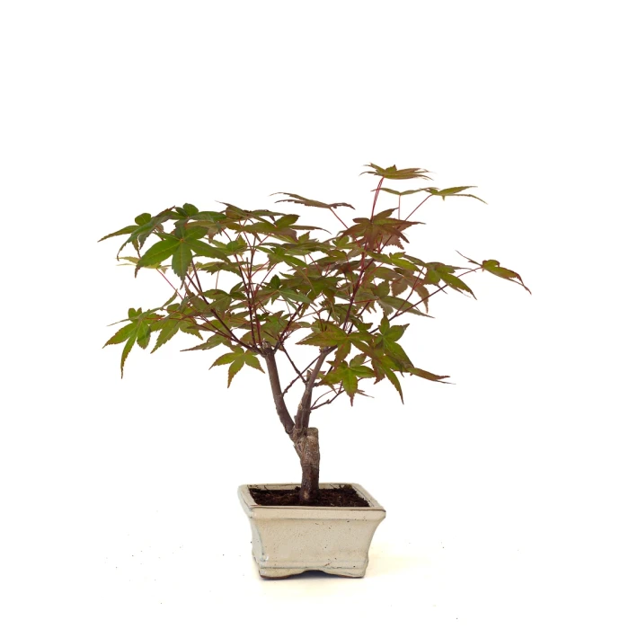 Acheter Bonsai pas cher Acer Palmatum Deshojo 30 cm APD260503MIT Sankaly Bonsai