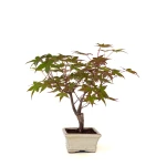 Acheter Bonsai pas cher Acer Palmatum Deshojo 30 cm APD260503MIT Sankaly Bonsai