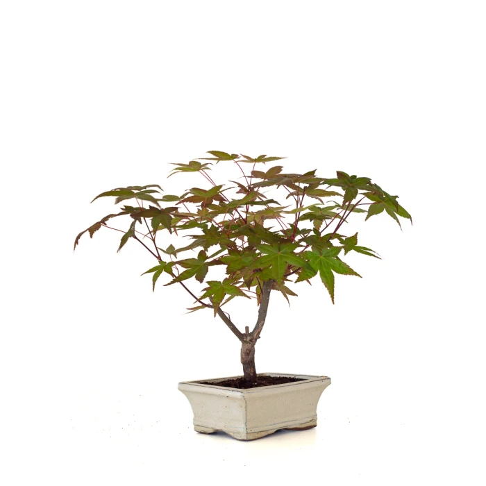 Vente de Bonsai en ligne Acer Palmatum Deshojo 30 cm APD260503MIT Sankaly Bonsai