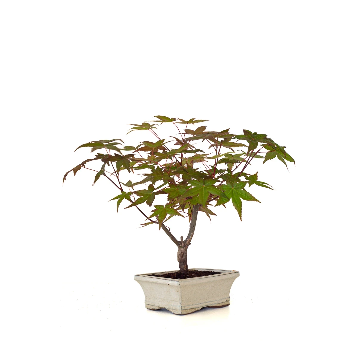 Vente de Bonsai en ligne Acer Palmatum Deshojo 30 cm APD260503MIT Sankaly Bonsai