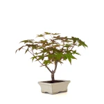 Vente de Bonsai en ligne Acer Palmatum Deshojo 30 cm APD260503MIT Sankaly Bonsai