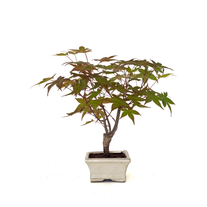 Vente Bonsai pas cher Acer Palmatum Deshojo 30 cm APD260503MIT Sankaly Bonsai