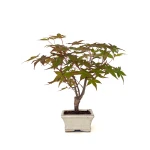 Vente Bonsai pas cher Acer Palmatum Deshojo 30 cm APD260503MIT Sankaly Bonsai