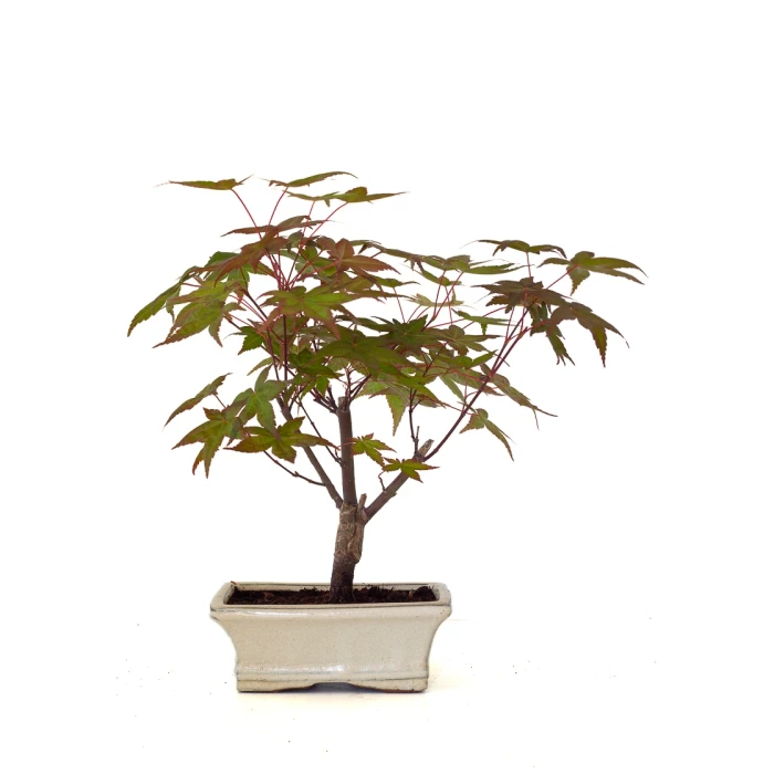 Achat Bonsai en ligne Acer Palmatum Deshojo 30 cm APD260503MIT Sankaly Bonsai