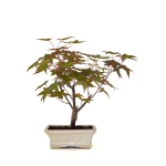 Achat Bonsai en ligne Acer Palmatum Deshojo 30 cm APD260503MIT Sankaly Bonsai