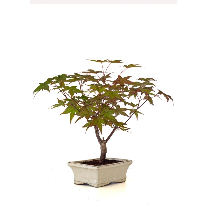 Acheter Bonsai en ligne Acer Palmatum Deshojo 30 cm APD260503MIT Sankaly Bonsai