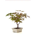 Acheter Bonsai en ligne Acer Palmatum Deshojo 30 cm APD260503MIT Sankaly Bonsai