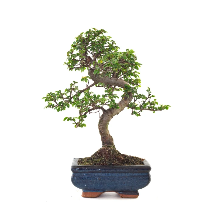 Vente de Bonsai en ligne Orme de Chine Zelkova Parvifolia 30 cm ORM260503MIT Sankaly Bonsai