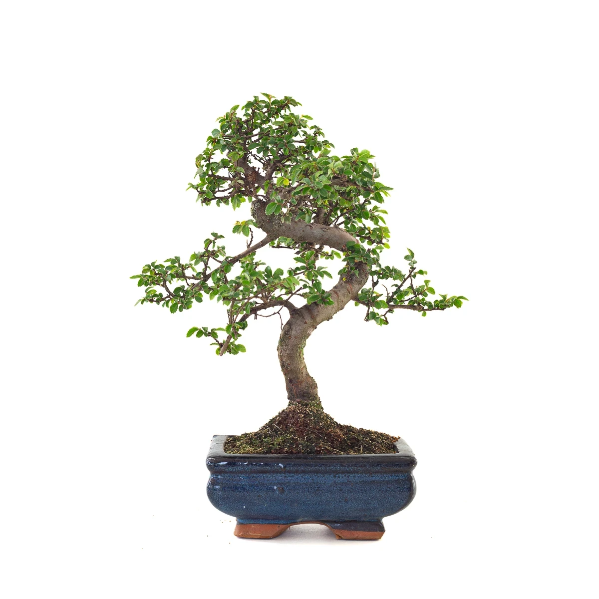 Vente de Bonsai en ligne Orme de Chine Zelkova Parvifolia 30 cm ORM260503MIT Sankaly Bonsai