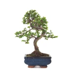 Vente de Bonsai en ligne Orme de Chine Zelkova Parvifolia 30 cm ORM260503MIT Sankaly Bonsai