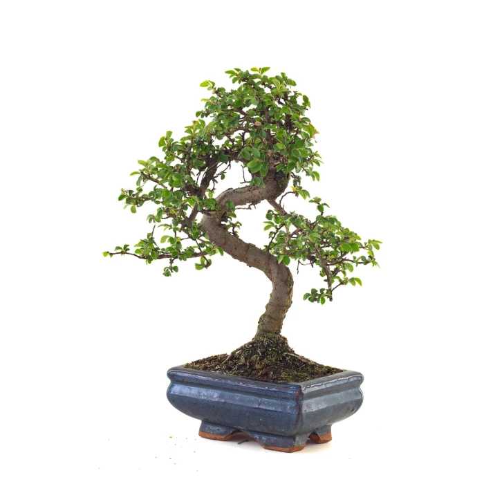 Achat Bonsai en ligne Orme de Chine Zelkova Parvifolia 30 cm ORM260503MIT Sankaly Bonsai