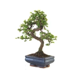 Achat Bonsai en ligne Orme de Chine Zelkova Parvifolia 30 cm ORM260503MIT Sankaly Bonsai