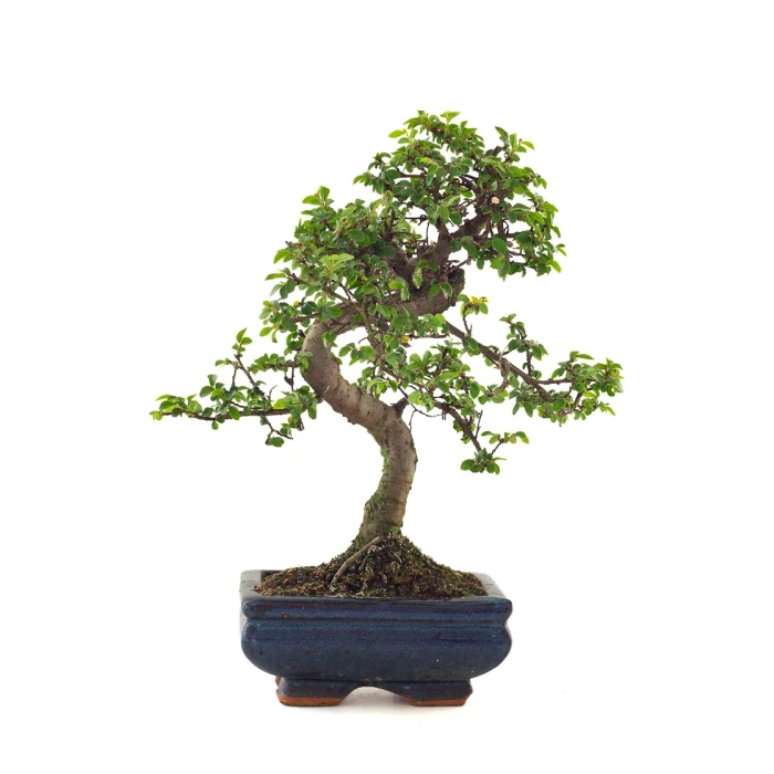 Acheter Bonsai en ligne Orme de Chine Zelkova Parvifolia 30 cm ORM260503MIT Sankaly Bonsai