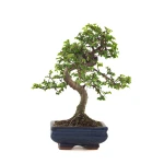 Acheter Bonsai en ligne Orme de Chine Zelkova Parvifolia 30 cm ORM260503MIT Sankaly Bonsai