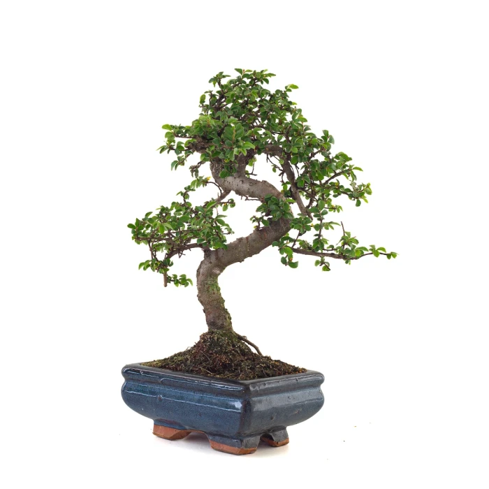 Vente de Bonsai pas cher Orme de Chine Zelkova Parvifolia 30 cm ORM260503MIT Sankaly Bonsai