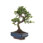 Vente de Bonsai pas cher Orme de Chine Zelkova Parvifolia 30 cm ORM260503MIT Sankaly Bonsai