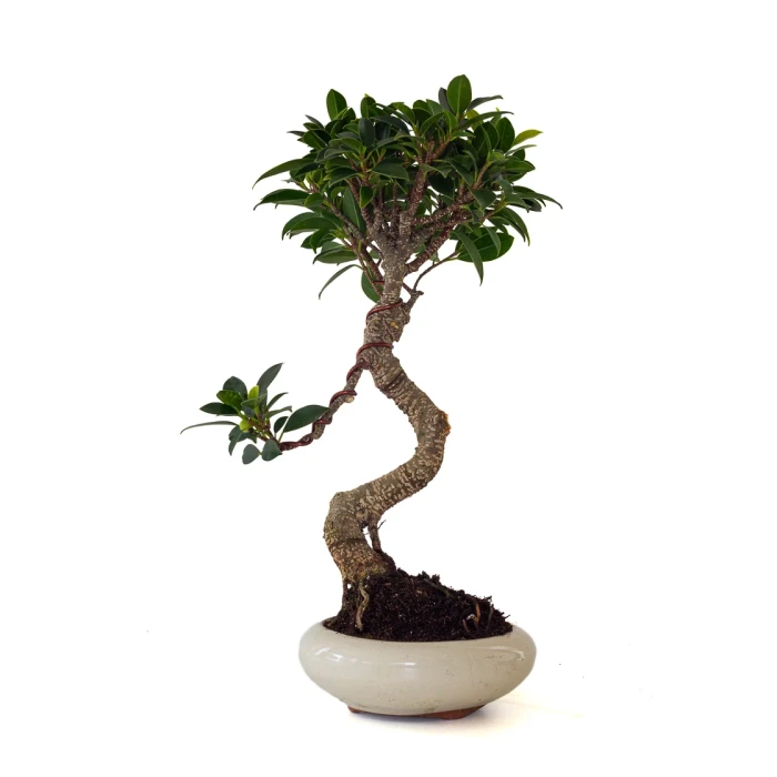 Vente de Bonsai en ligne Ficus Retusa 38 cm Sankaly Bonsai