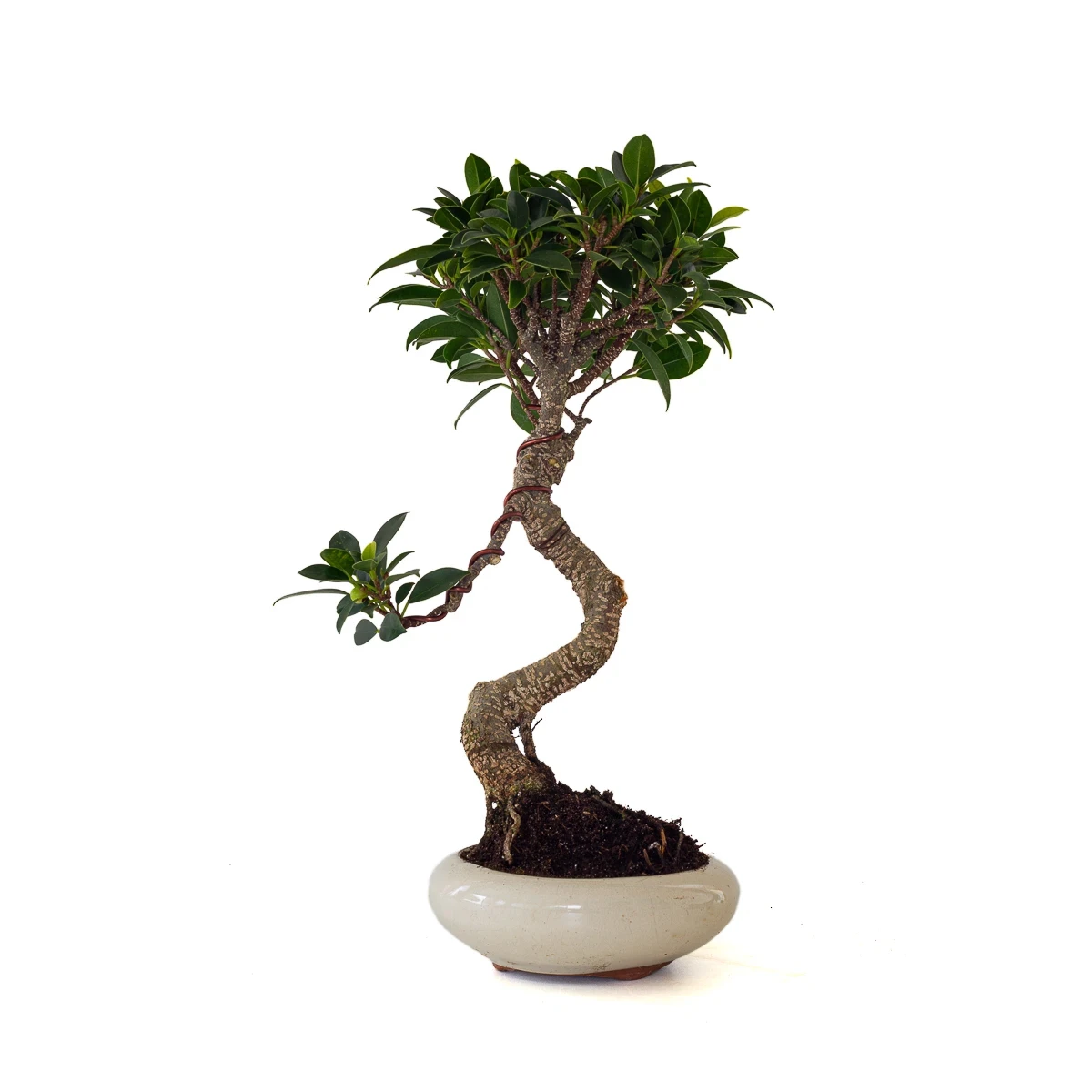 Vente de Bonsai en ligne Ficus Retusa 38 cm Sankaly Bonsai