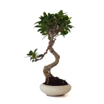 Vente de Bonsai en ligne Ficus Retusa 38 cm Sankaly Bonsai