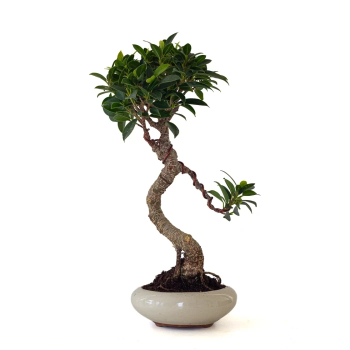 Achat de Bonsai en ligne Ficus Retusa 38 cm Sankaly Bonsai
