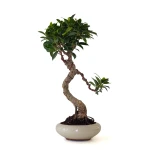 Achat de Bonsai en ligne Ficus Retusa 38 cm Sankaly Bonsai