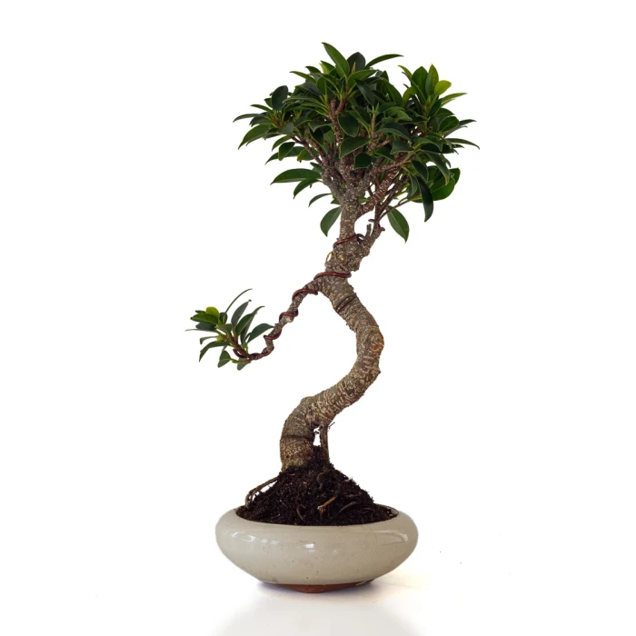 Acheter Bonsai en ligne Ficus Retusa 38 cm Sankaly Bonsai