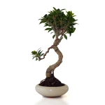 Acheter Bonsai en ligne Ficus Retusa 38 cm Sankaly Bonsai