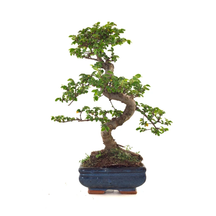 Bonsai Orme de Chine Zelkova parvifolia 37 cm 8-10 ans ORM260504MIT | Sankaly Bonsai