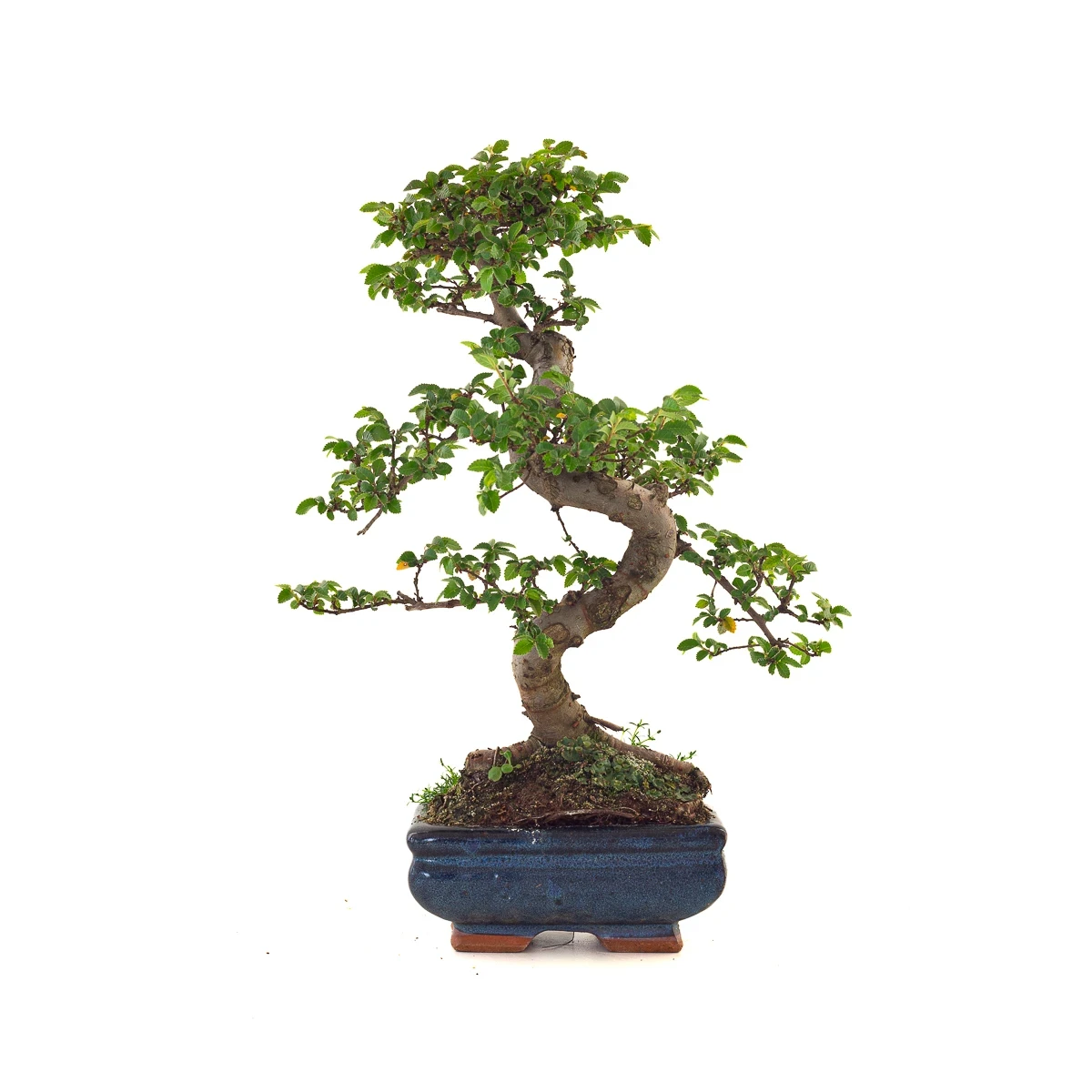 Bonsai Orme de Chine Zelkova parvifolia 37 cm 8-10 ans ORM260504MIT | Sankaly Bonsai