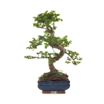 Bonsai Orme de Chine Zelkova parvifolia 37 cm 8-10 ans ORM260504MIT | Sankaly Bonsai