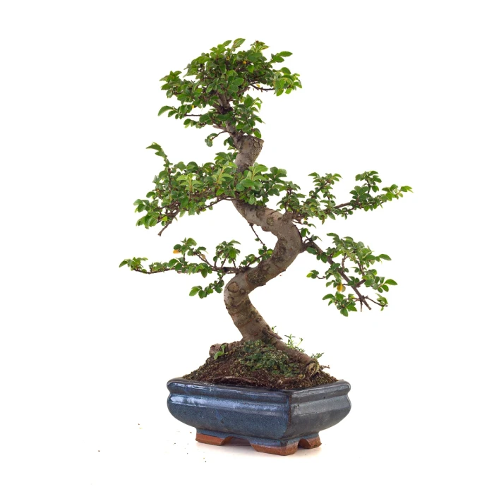 Achat Bonsai en ligne Orme de Chine Zelkova Parvifolia 37 cm ORM260504MIT Sankaly Bonsai