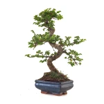 Achat Bonsai en ligne Orme de Chine Zelkova Parvifolia 37 cm ORM260504MIT Sankaly Bonsai