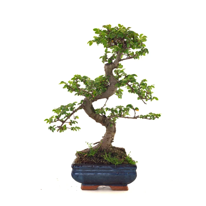 Acheter Bonsai en ligne Orme de Chine Zelkova Parvifolia 37 cm ORM260504MIT Sankaly Bonsai