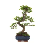 Acheter Bonsai en ligne Orme de Chine Zelkova Parvifolia 37 cm ORM260504MIT Sankaly Bonsai