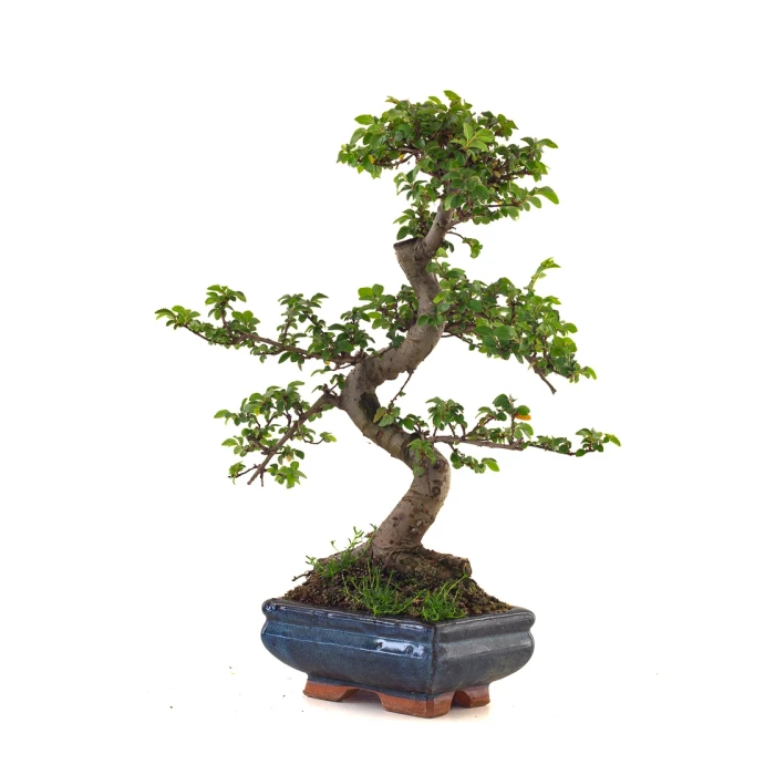 Vente de Bonsai pas cher Orme de Chine Zelkova Parvifolia 37 cm ORM260504MIT Sankaly Bonsai