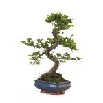 Vente de Bonsai pas cher Orme de Chine Zelkova Parvifolia 37 cm ORM260504MIT Sankaly Bonsai