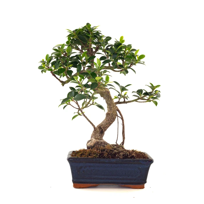 Vente de Bonsai en ligne Ficus Retusa 37 cm Sankaly Bonsai