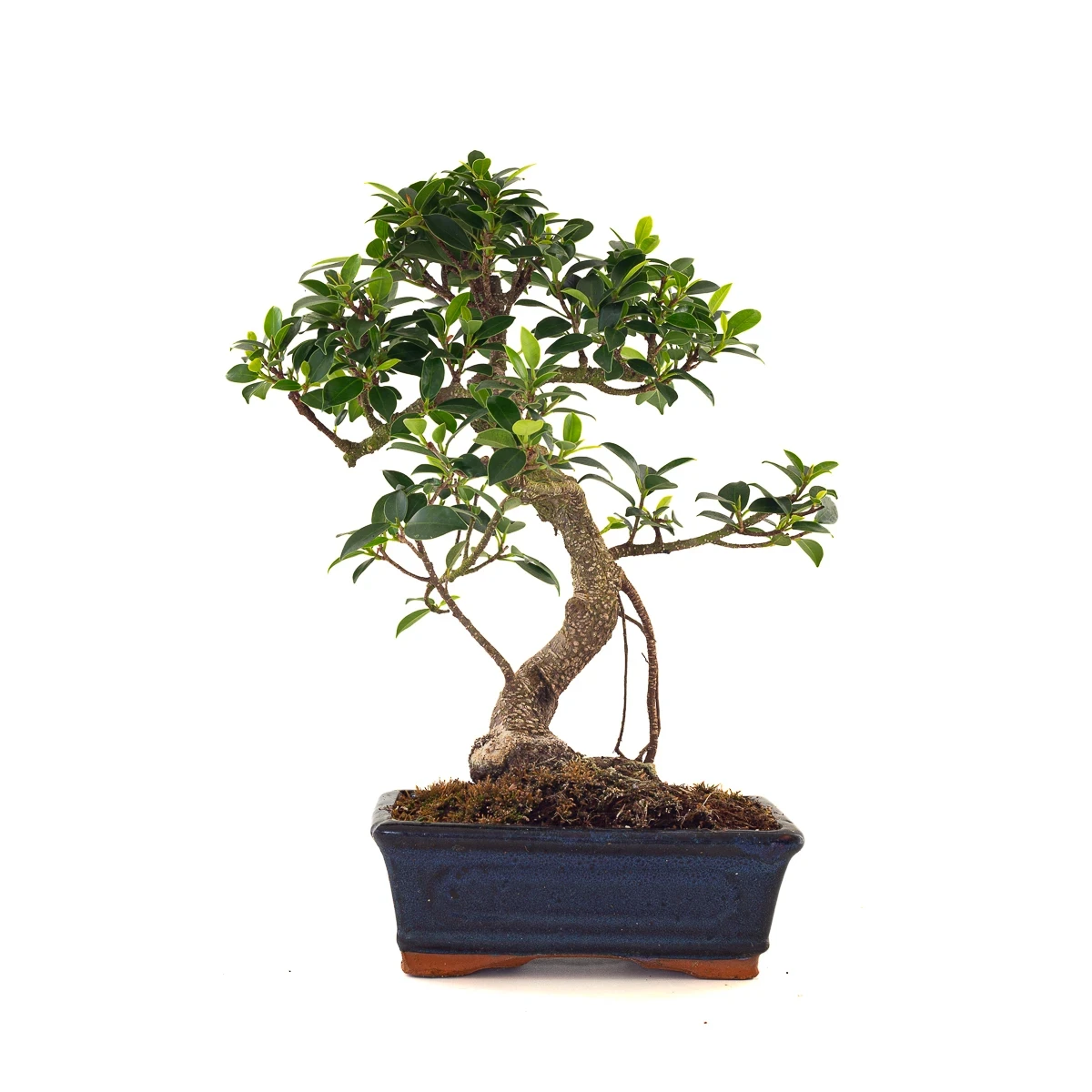 Vente de Bonsai en ligne Ficus Retusa 37 cm Sankaly Bonsai