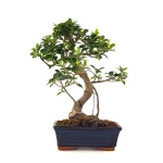 Vente de Bonsai en ligne Ficus Retusa 37 cm Sankaly Bonsai